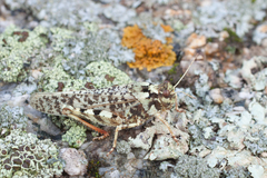 Angaracris barabensis