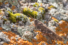 Angaracris barabensis