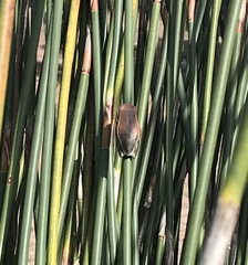 Hyperolius horstockii