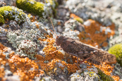 Angaracris barabensis