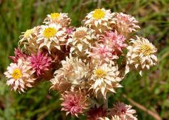 Helichrysum appendiculatum image