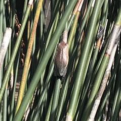 Hyperolius horstockii