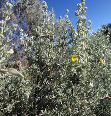 Aspalathus pedunculata