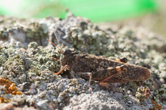 Angaracris barabensis