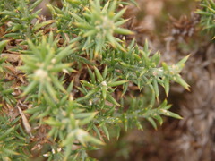 Ulex micranthus