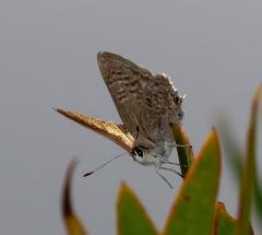 Anthene livida livida