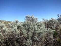 Aspalathus pedunculata