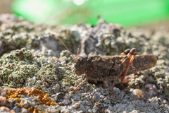Angaracris barabensis