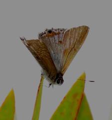 Anthene livida livida