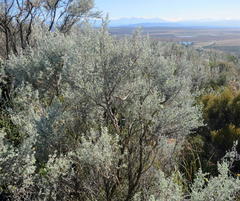 Aspalathus pedunculata