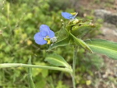 Commelina modesta
