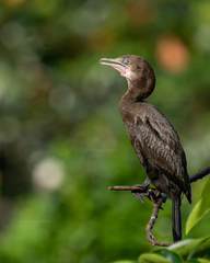 Little Cormorant photo 3