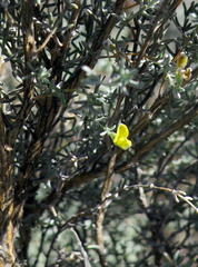 Aspalathus pedunculata