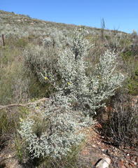 Aspalathus pedunculata