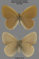 Coenonympha haydenii