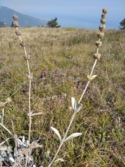 Sideritis catillaris