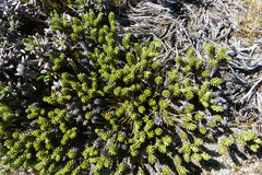 Celmisia ramulosa tuberculata