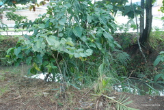 Bauhinia variegata candida