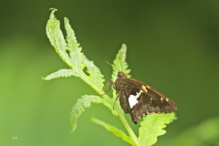 Epargyreus clarus