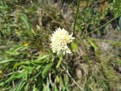 Cephalaria coriacea