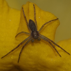 Philodromus rufus