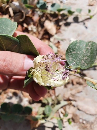 Image of Capparis zoharyi by (c) Mehdi Chetibi, some rights reserved (CC BY)