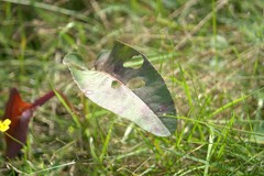 Bistorta officinalis