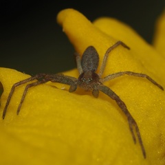 Philodromus rufus