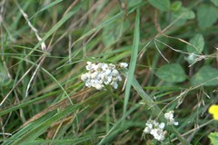 Achillea salicifolia