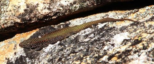 Australolacerta australis