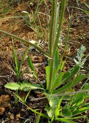 Crepis hypochaeridea