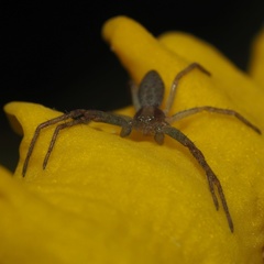 Philodromus rufus