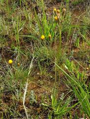 Crepis hypochaeridea
