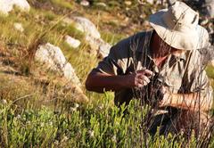 Sorocephalus lanatus