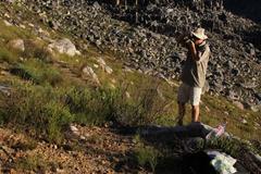 Sorocephalus lanatus