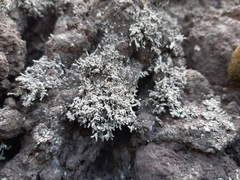 Stereocaulon vesuvianum