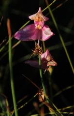 Disa racemosa