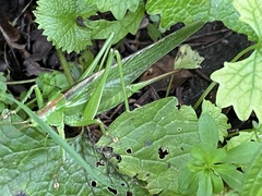 Tettigonia viridissima