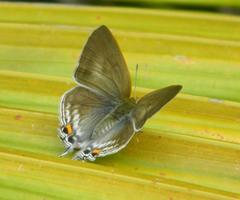 Hypolycaena philippus philippus
