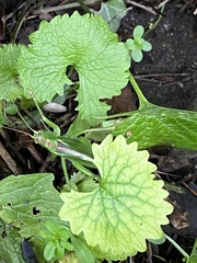 Tettigonia viridissima