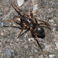 Phrurolithus festivus