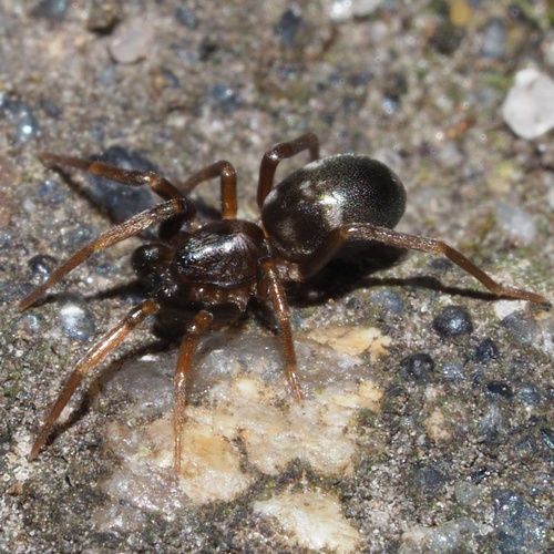 Phrurolithus festivus