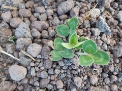 Trifolium