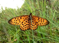 Pardopsis punctatissima