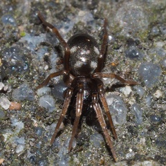 Phrurolithus festivus