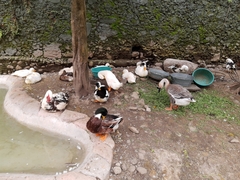 Anas platyrhynchos domesticus