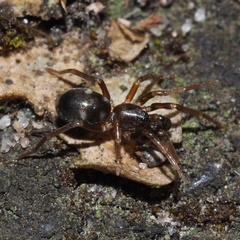 Phrurolithus festivus