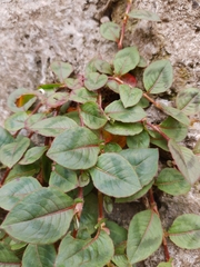 Persicaria capitata