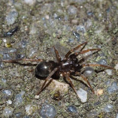 Phrurolithus festivus