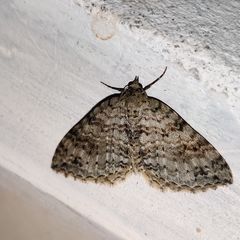 Atopophysa indistincta